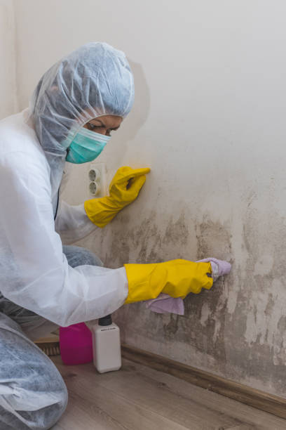 Best Asbestos and Lead Testing During Mold Inspection  in Greenville, OH