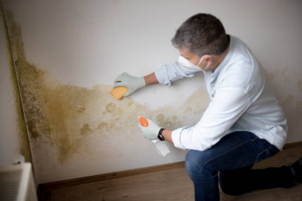 Best Air Quality Testing for Mold Spores  in Greenville, OH