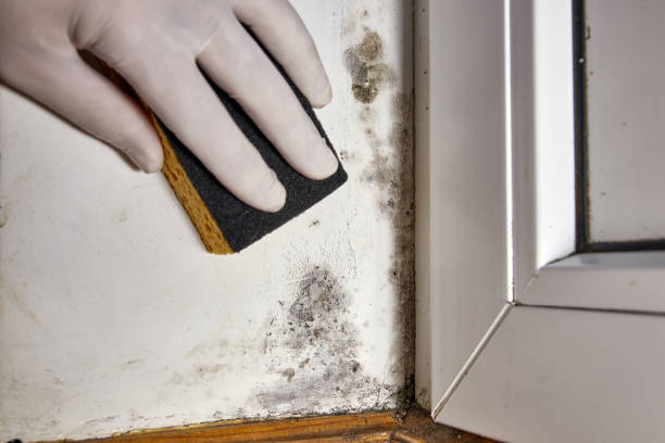 Best Mold Remediation for Healthcare Facilities  in Greenville, OH