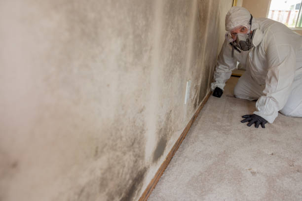 Best Mold-Related Health Consultation  in Greenville, OH